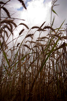 wheat harvest